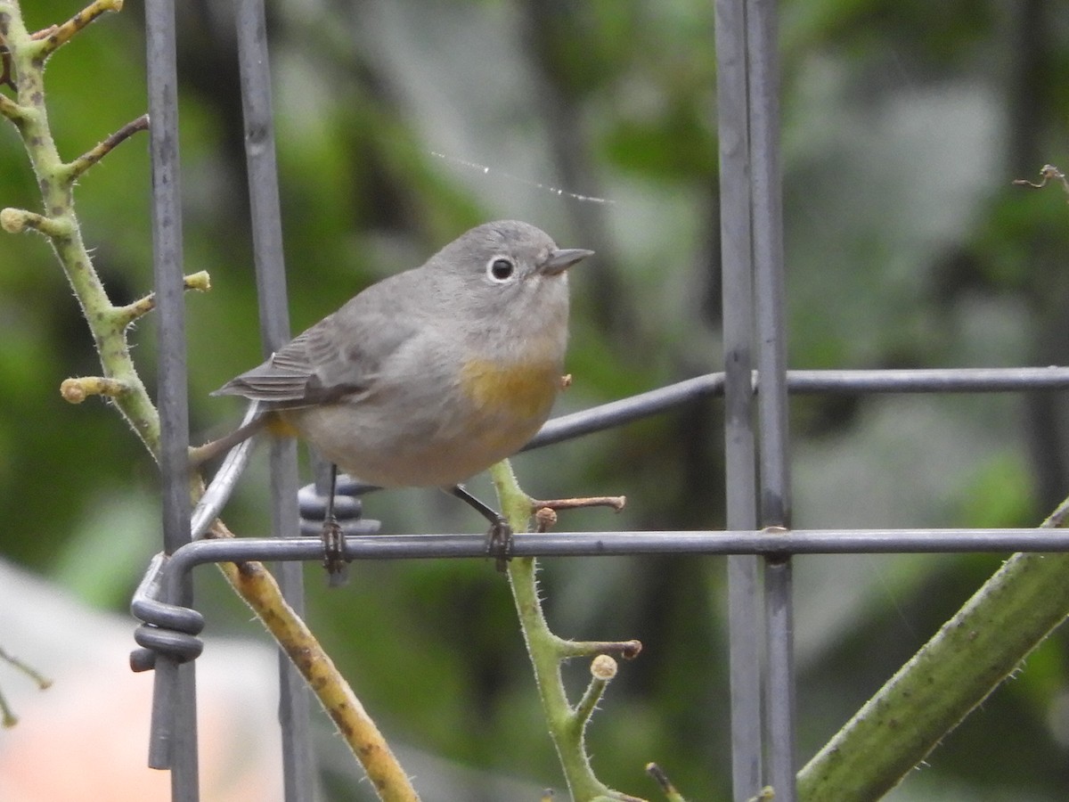 Virginia's Warbler - ML621669733