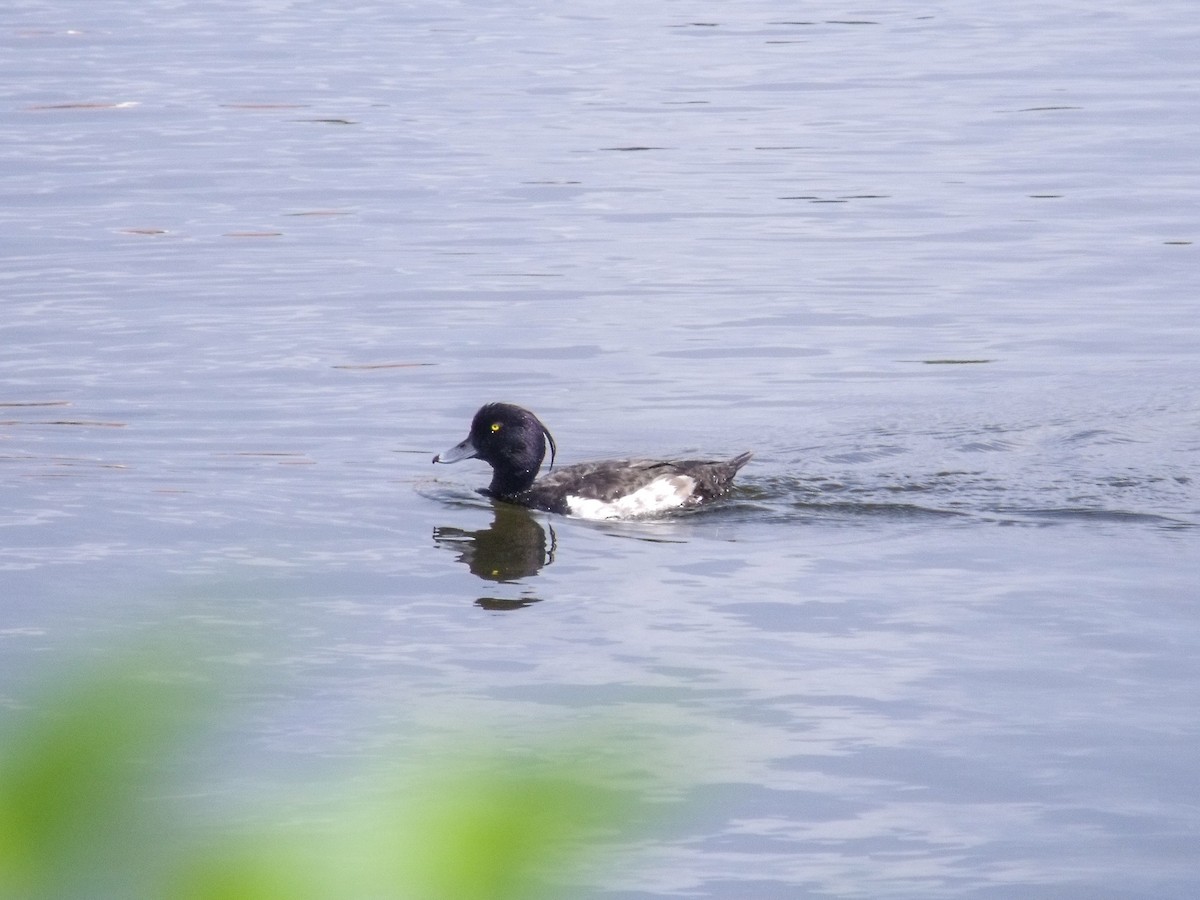 Tufted Duck - ML621669761