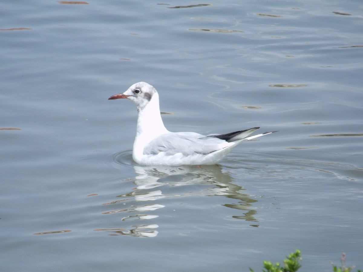 Black-headed Gull - ML621669765