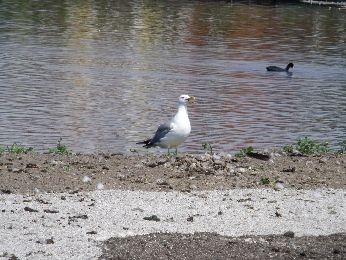 Yellow-legged Gull - Peter Hinow