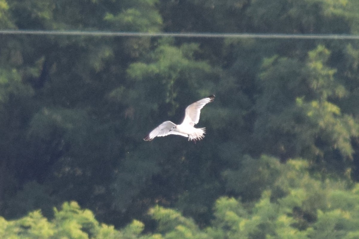 Franklin's Gull - ML621669804