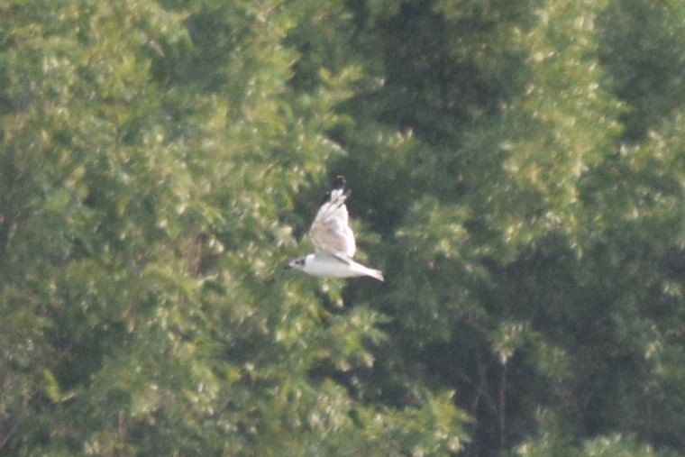 Franklin's Gull - ML621669805