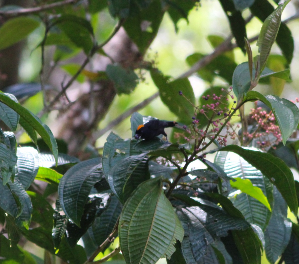 Tawny-crested Tanager - ML621669820
