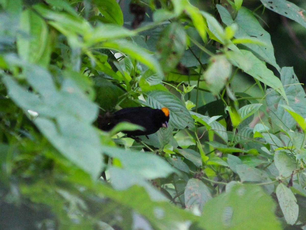 Tawny-crested Tanager - ML621669821