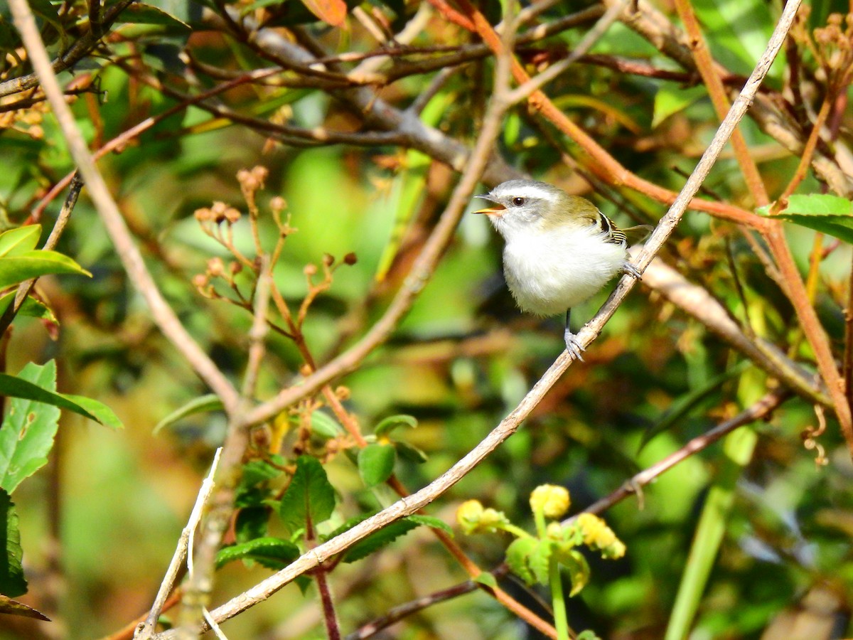 White-banded Tyrannulet - ML621669823