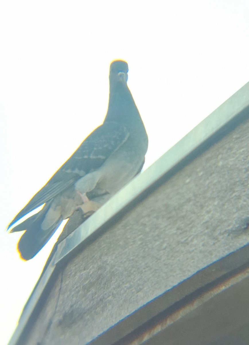 Rock Pigeon (Feral Pigeon) - ML621669899