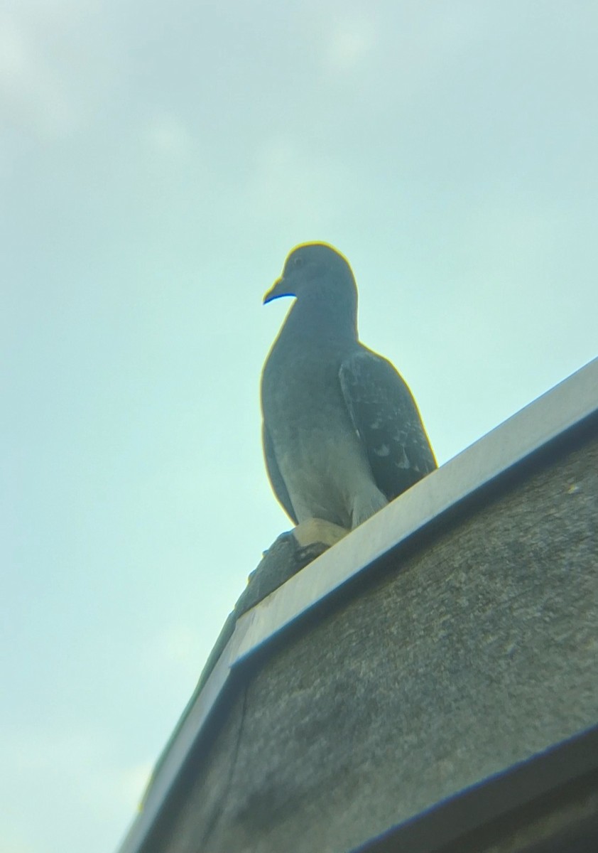 Rock Pigeon (Feral Pigeon) - ML621669900