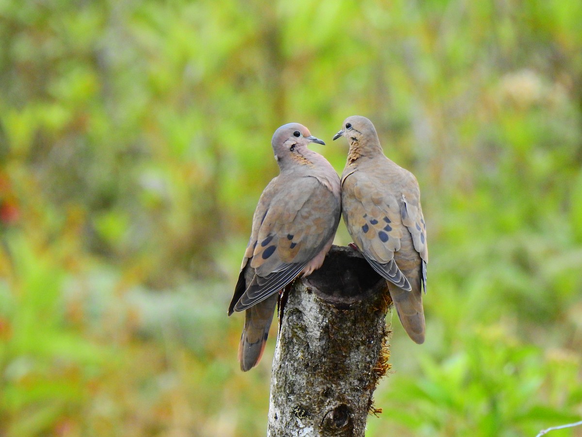 Eared Dove - ML621669904