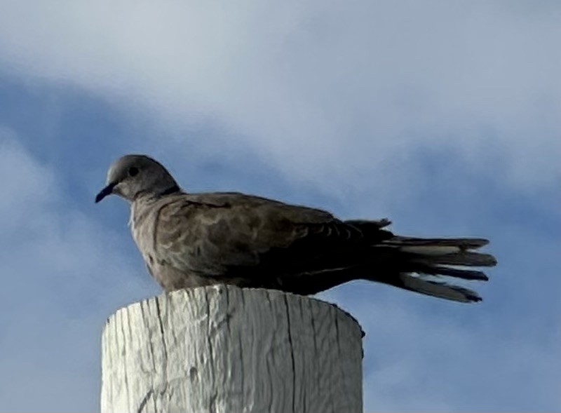 Eurasian Collared-Dove - ML621669921