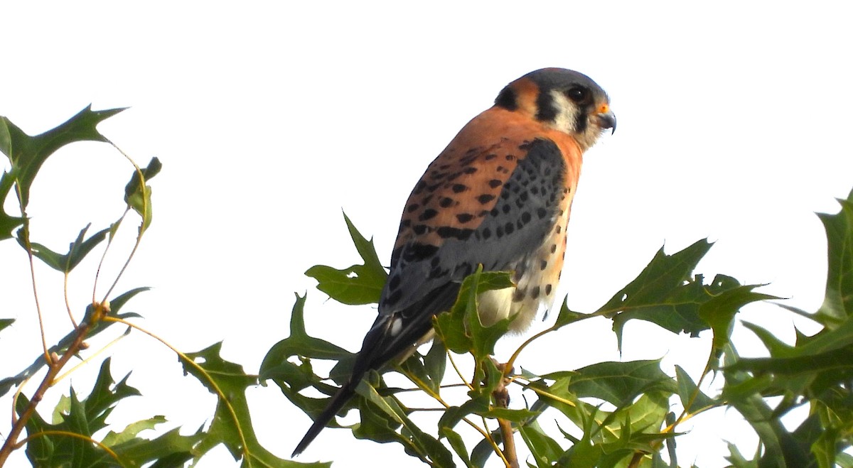 American Kestrel - ML621669928