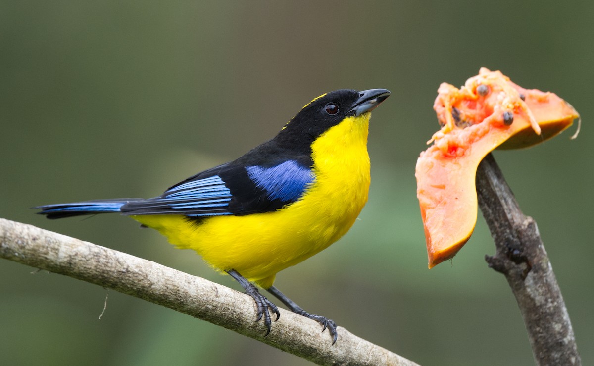 Blue-winged Mountain Tanager - ML621669940