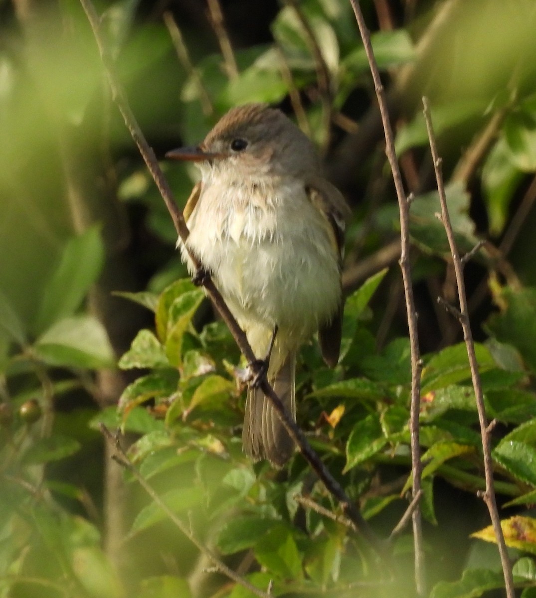 Willow Flycatcher - ML621669941