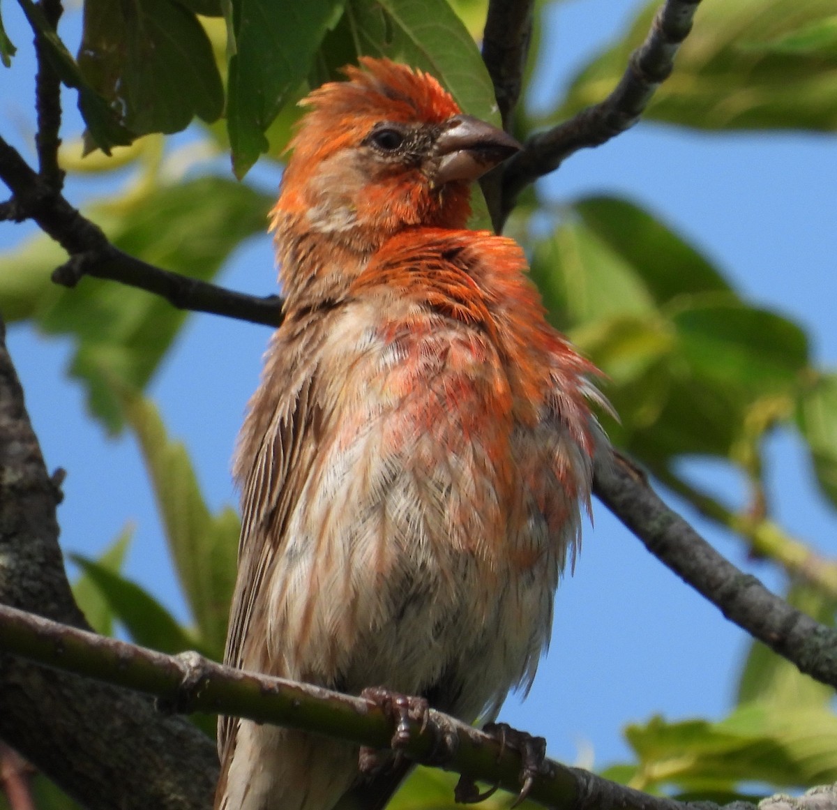 House Finch - ML621669953