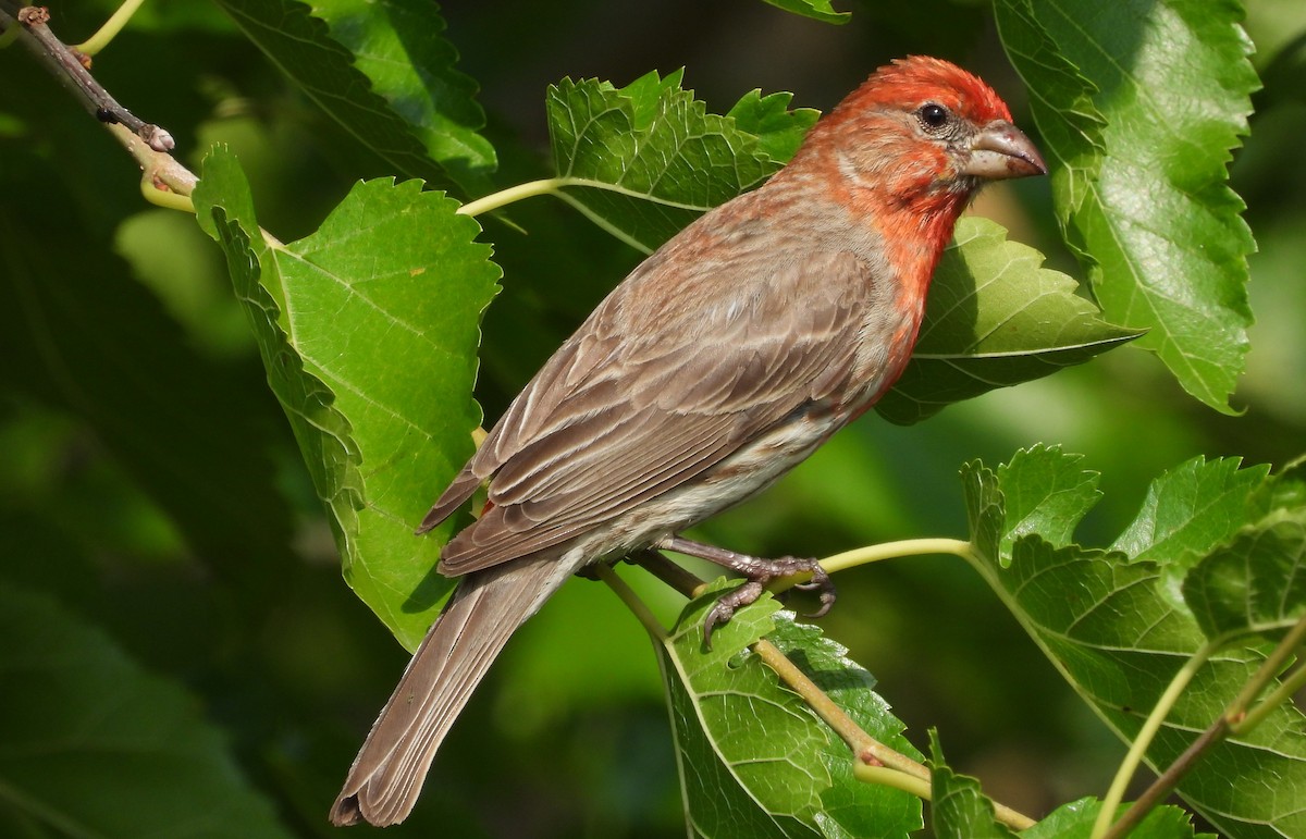 House Finch - ML621669954
