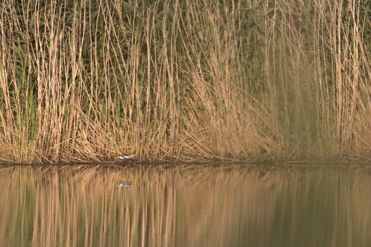 Little Bittern - ML621669973