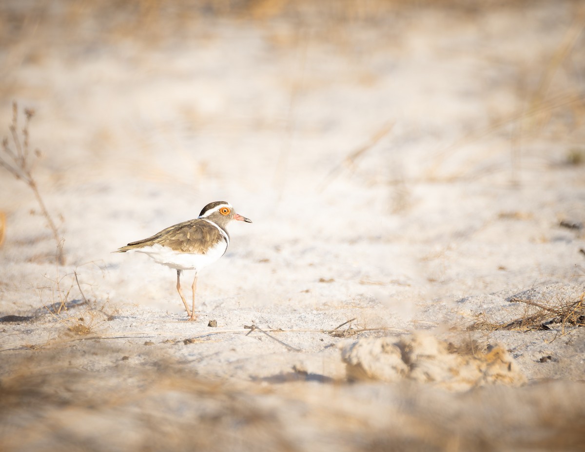 Three-banded Plover - ML621670026