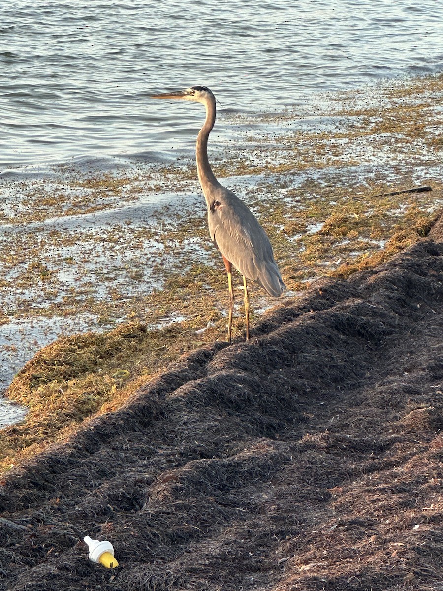 Great Blue Heron - ML621670060