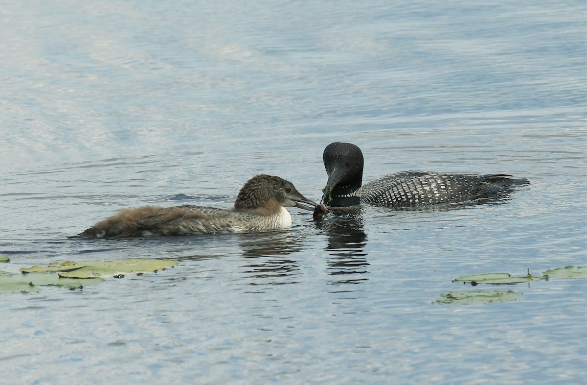 Common Loon - ML621670063