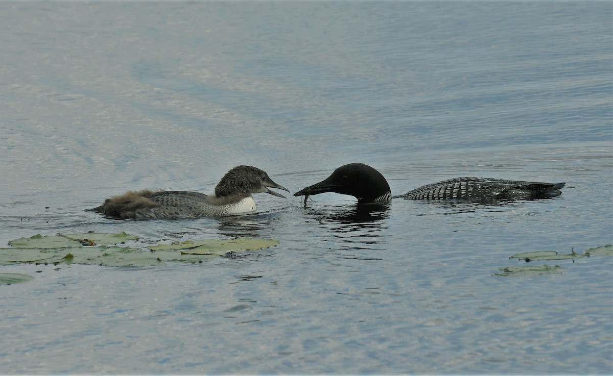 Common Loon - ML621670064