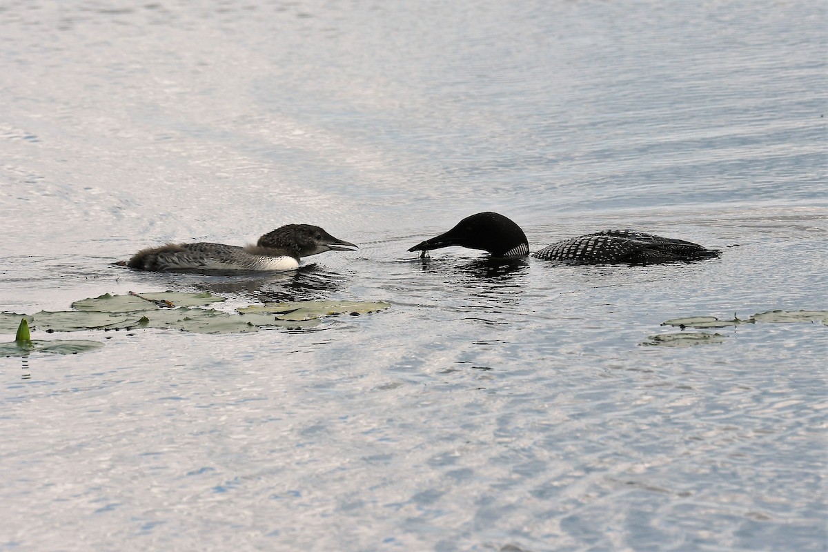 Common Loon - ML621670065