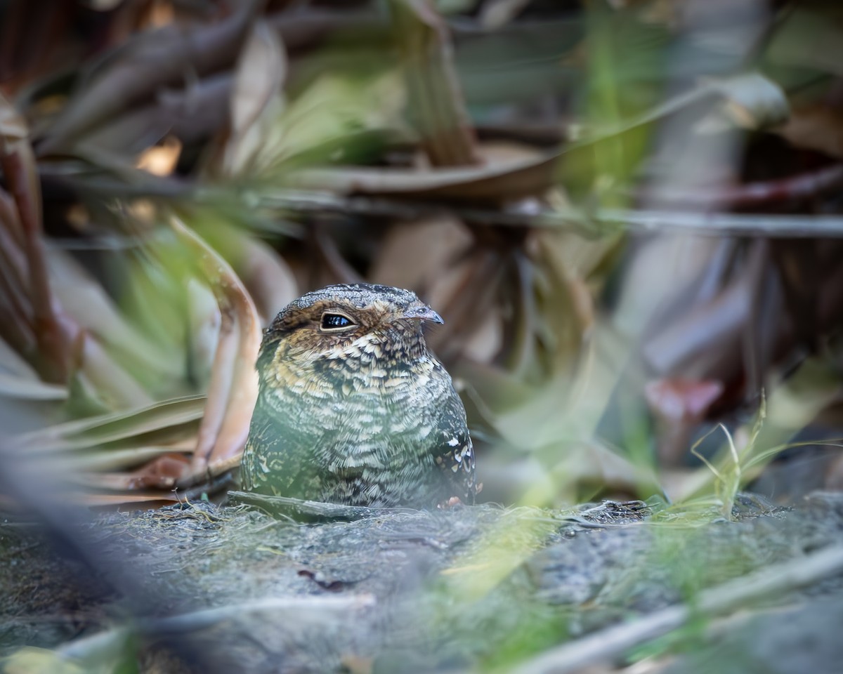 Madagascar Nightjar - ML621670066