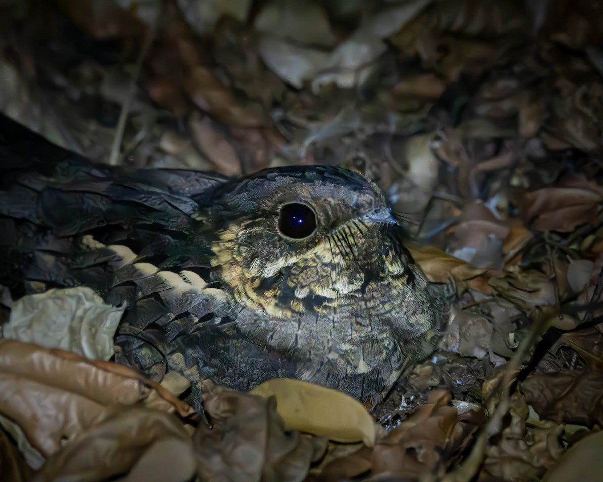 Madagascar Nightjar - ML621670076