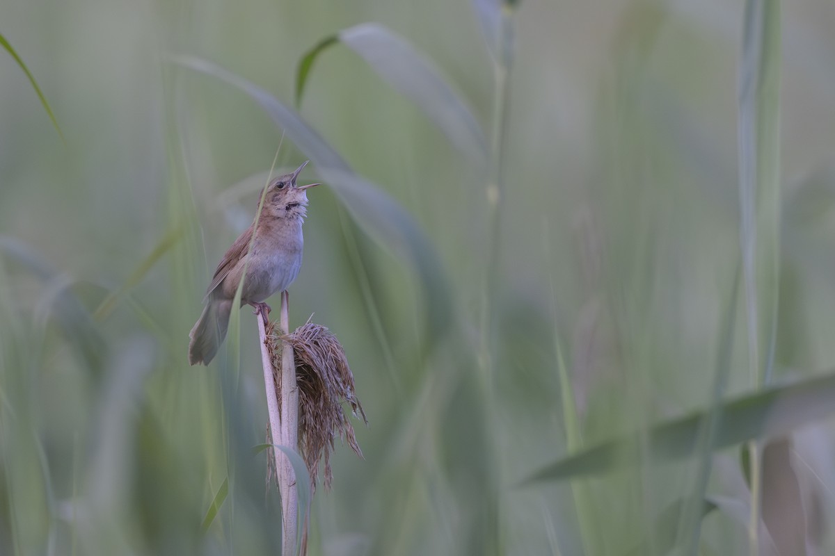 Savi's Warbler - ML621670126