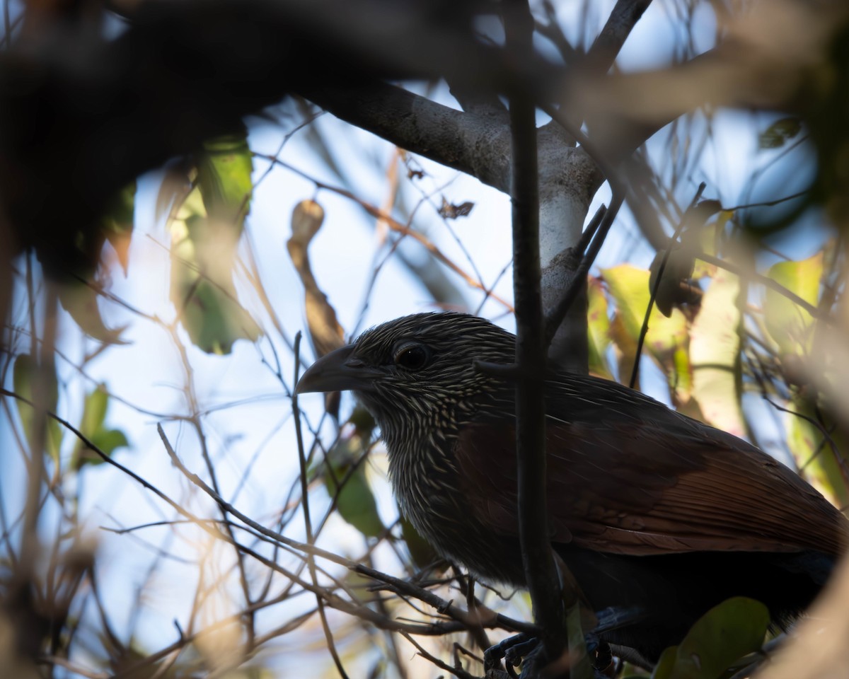 Malagasy Coucal - ML621670190