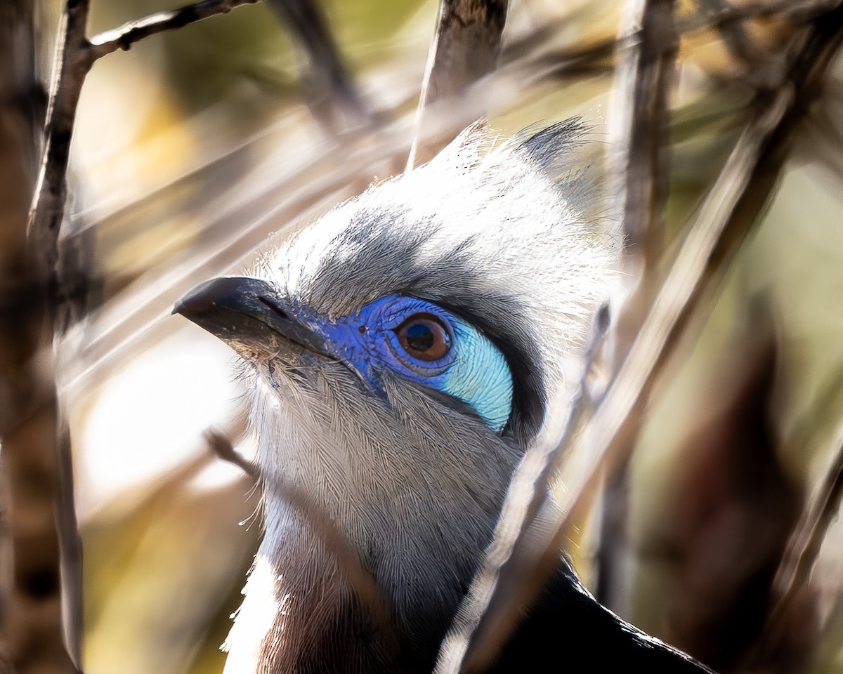 Crested Coua - Lewys Allen