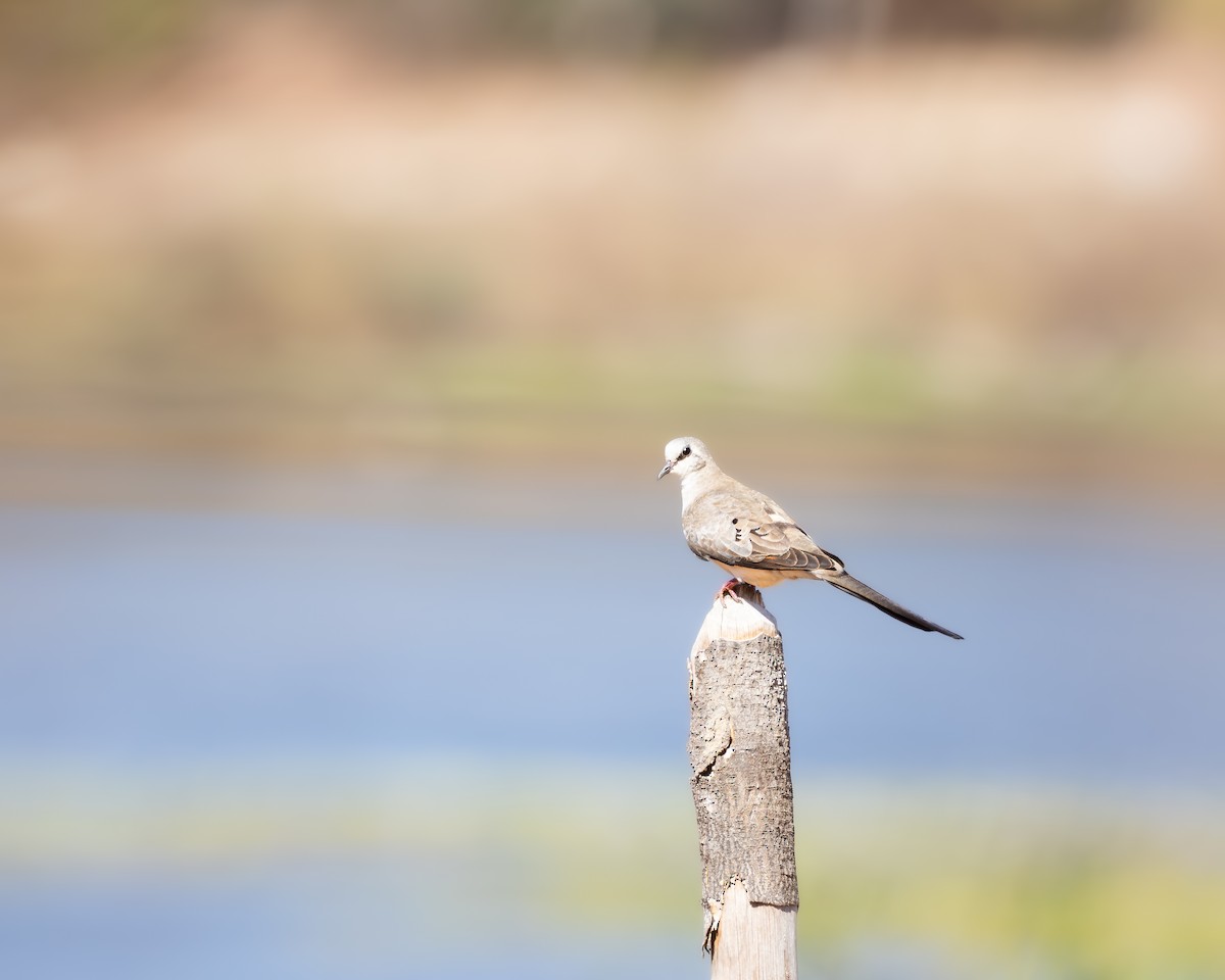 Namaqua Dove - ML621670212