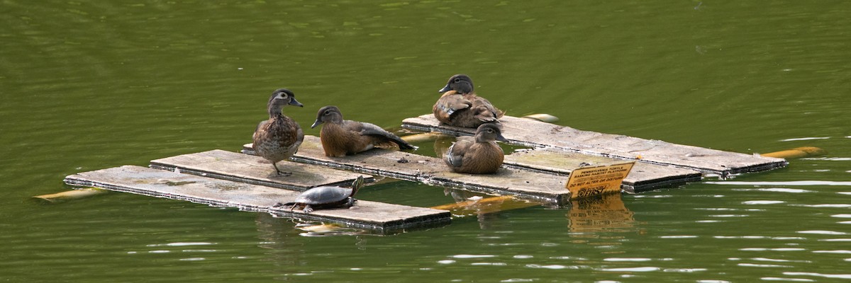 Wood Duck - ML621670221