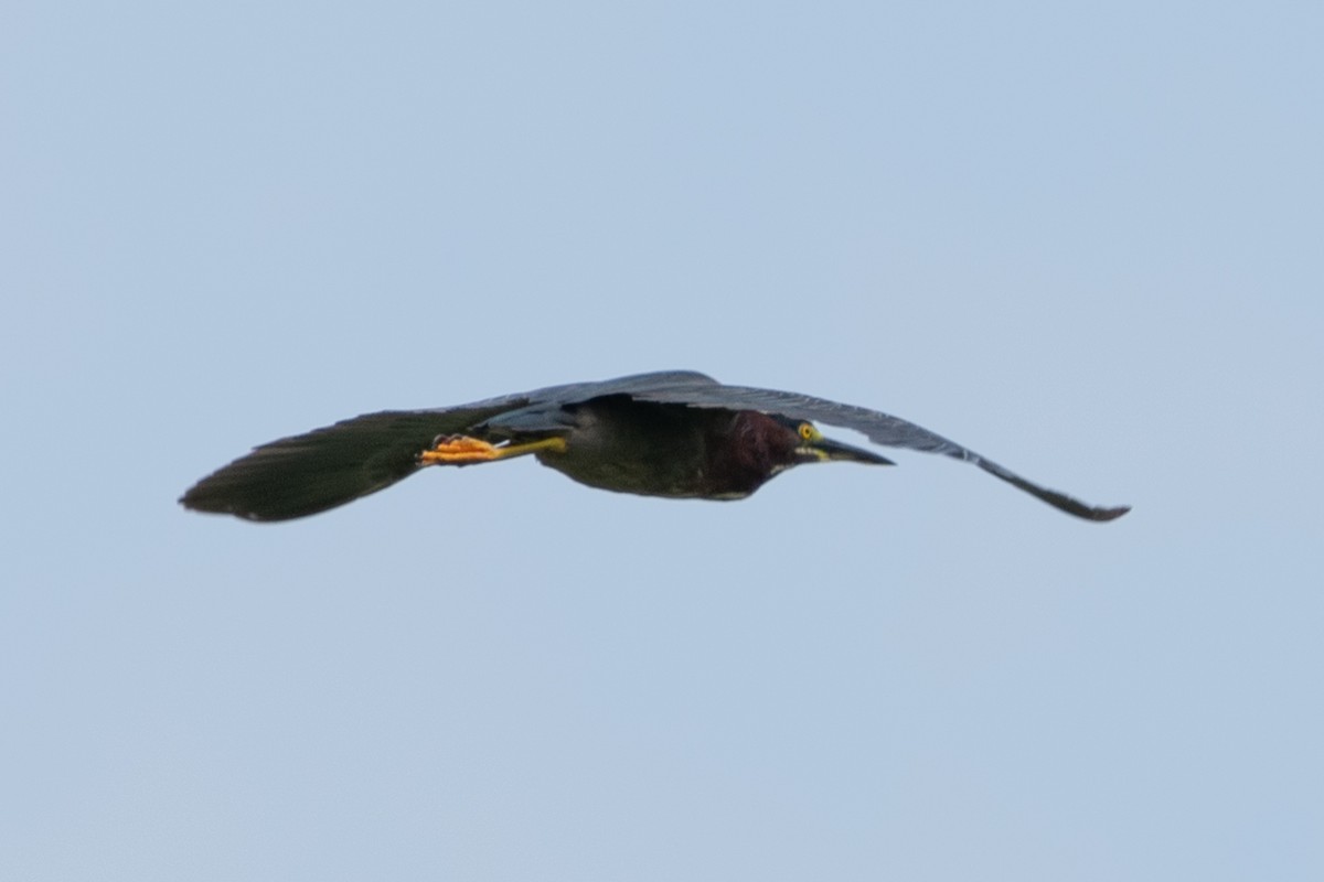 Green Heron - ML621670228