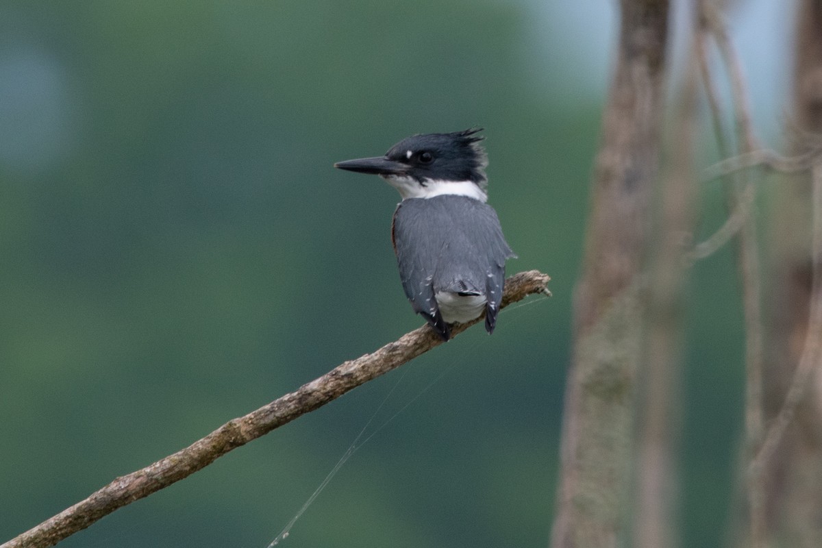 Belted Kingfisher - ML621670231