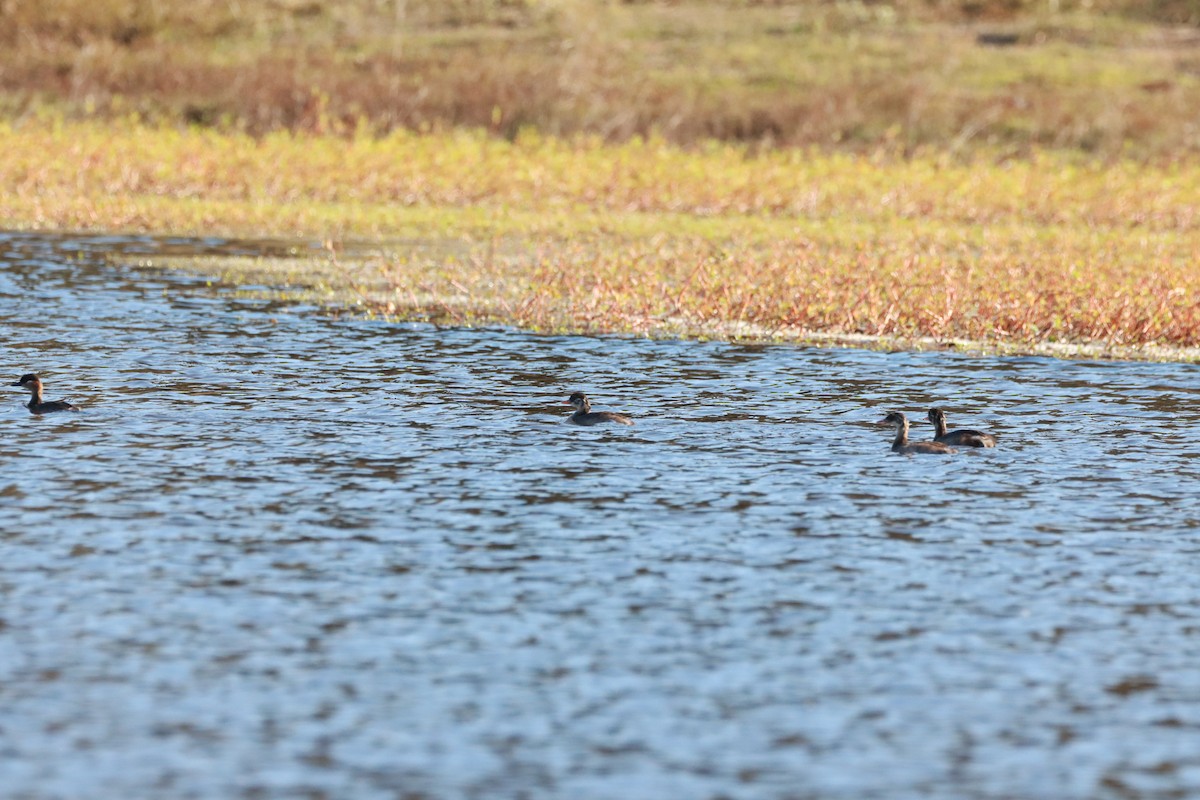 Madagascar Grebe - ML621670287