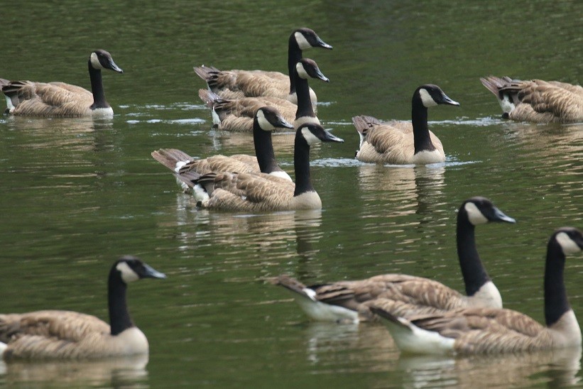 Canada Goose - Robin L.