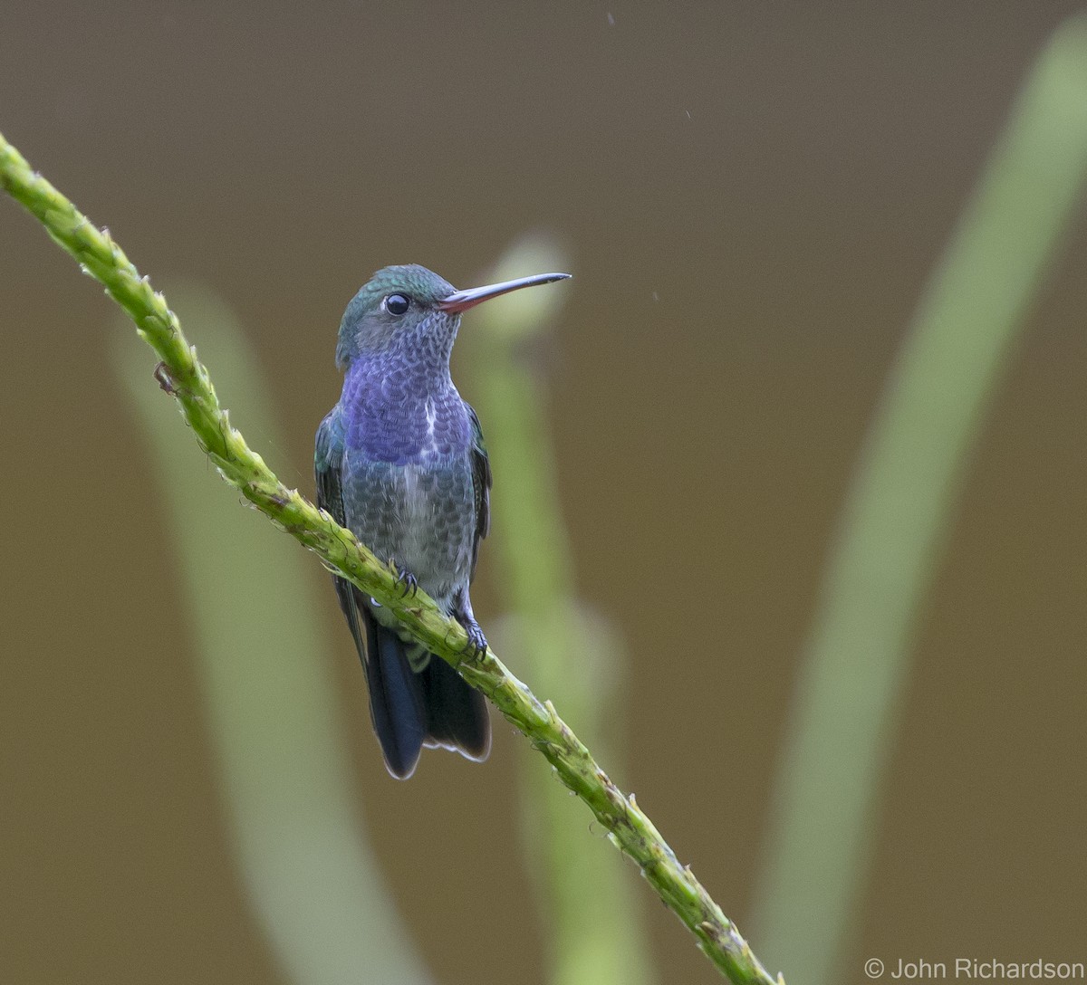 Sapphire-spangled Emerald - John Richardson