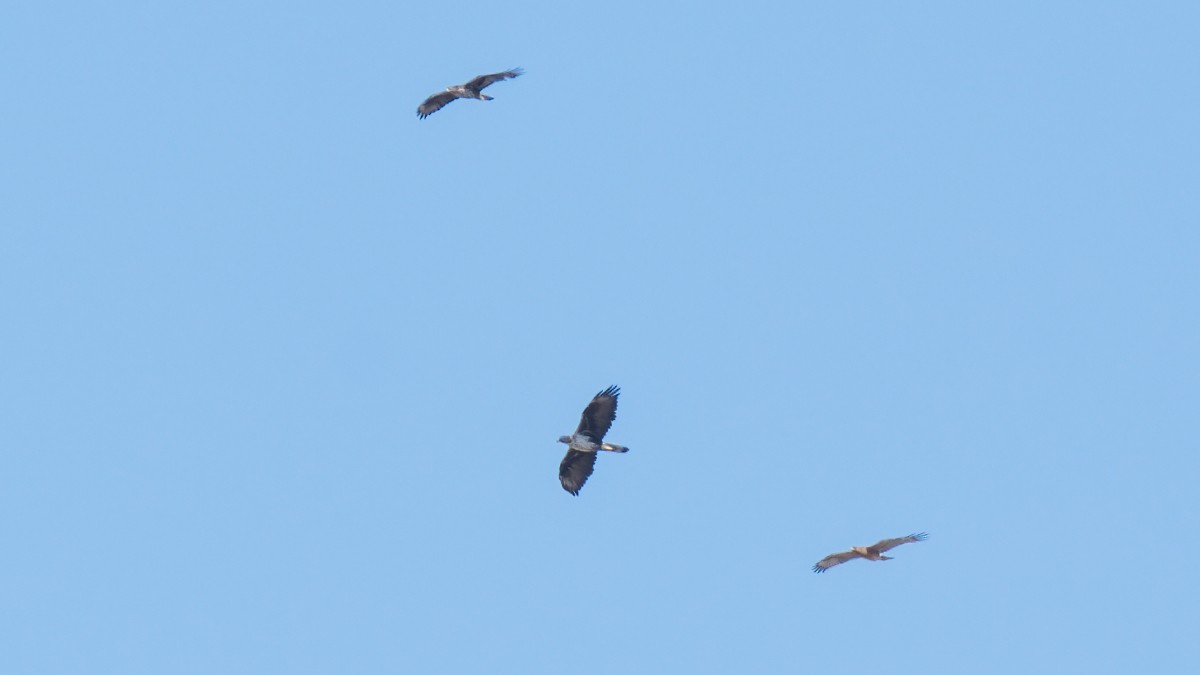Habichtsadler - ML621670455