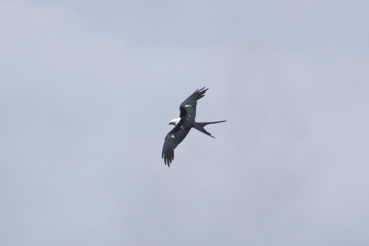 Swallow-tailed Kite - ML621670474
