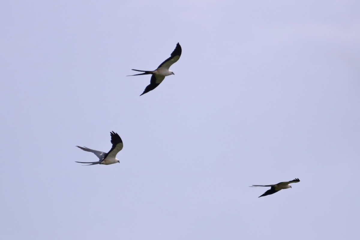 Swallow-tailed Kite - ML621670475