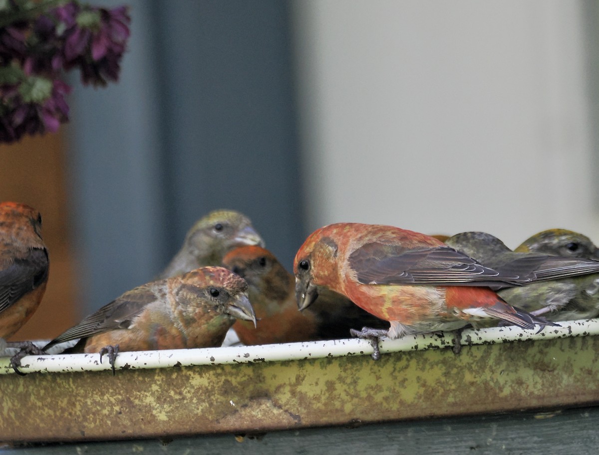 Red Crossbill - ML621670491