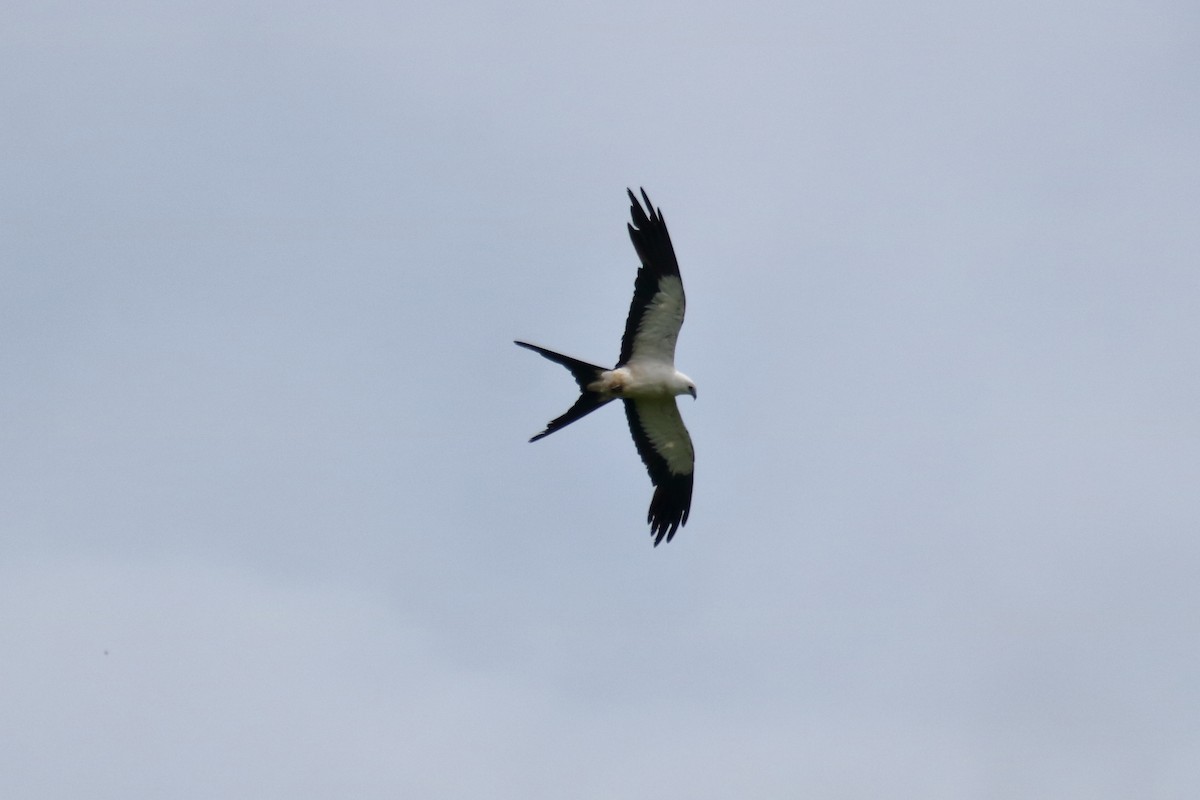Swallow-tailed Kite - ML621670492