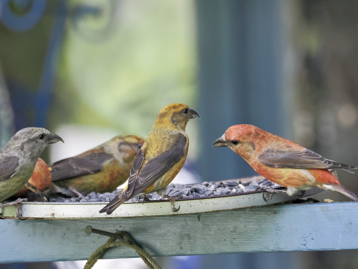 Red Crossbill - ML621670495