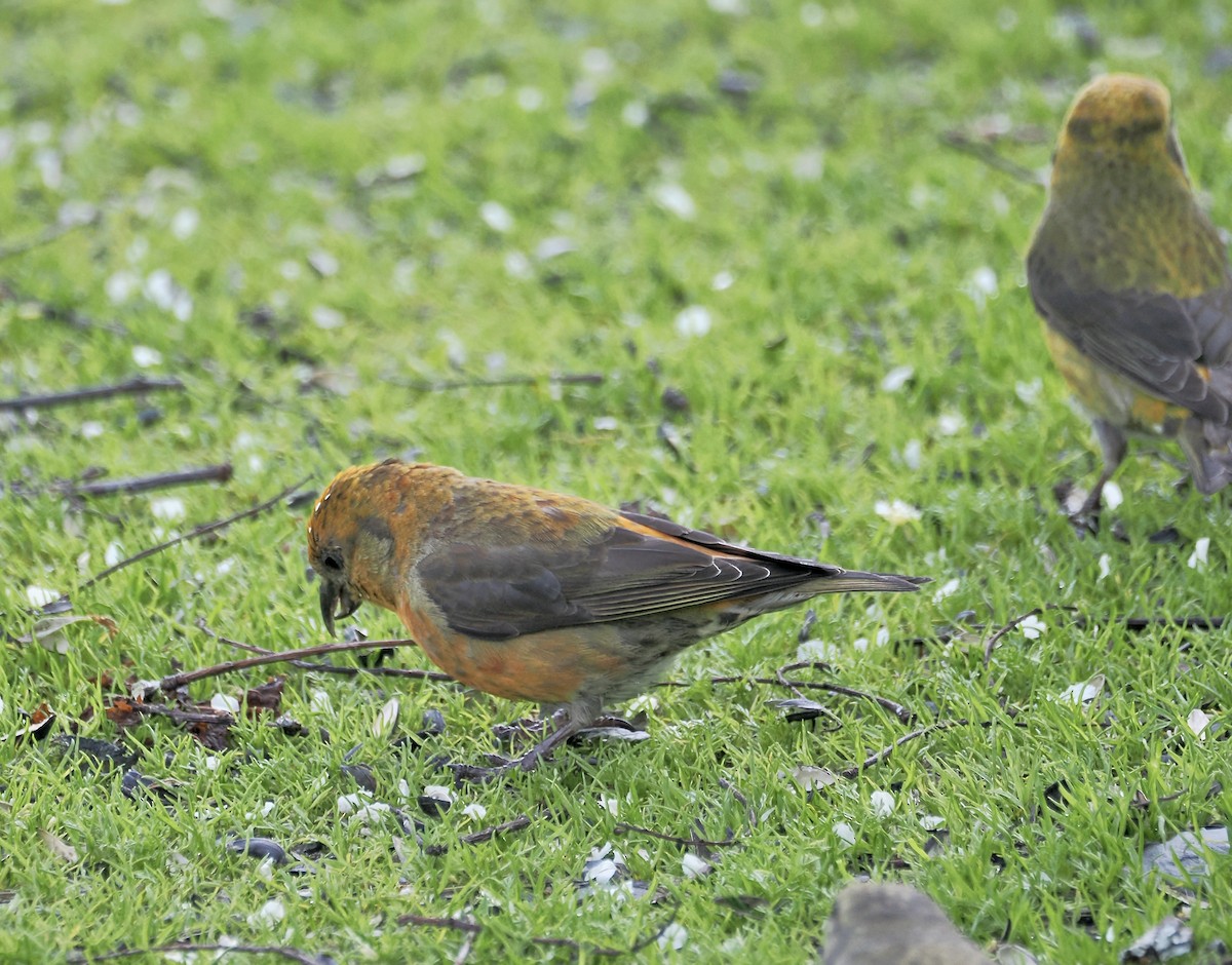 Red Crossbill - Randy Pinkston