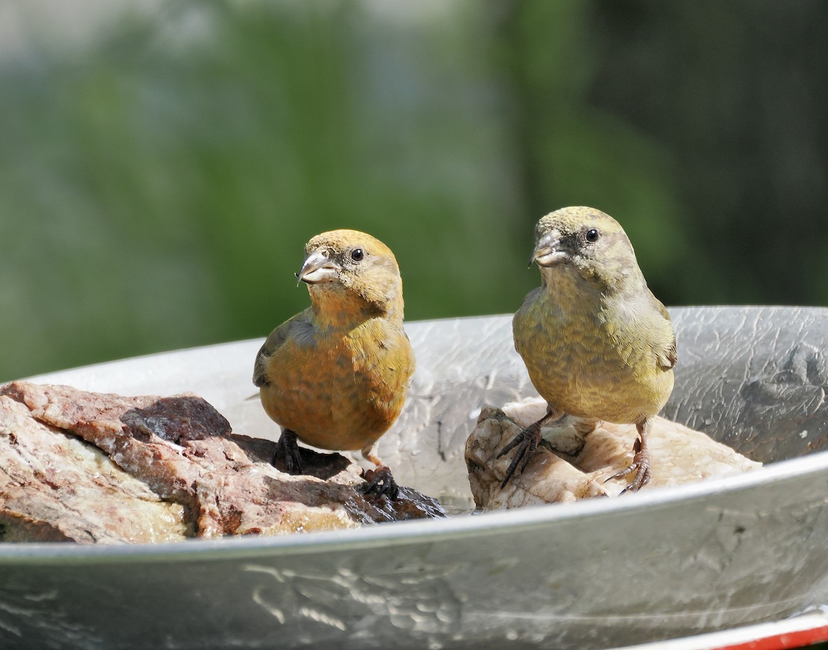 Red Crossbill - ML621670513