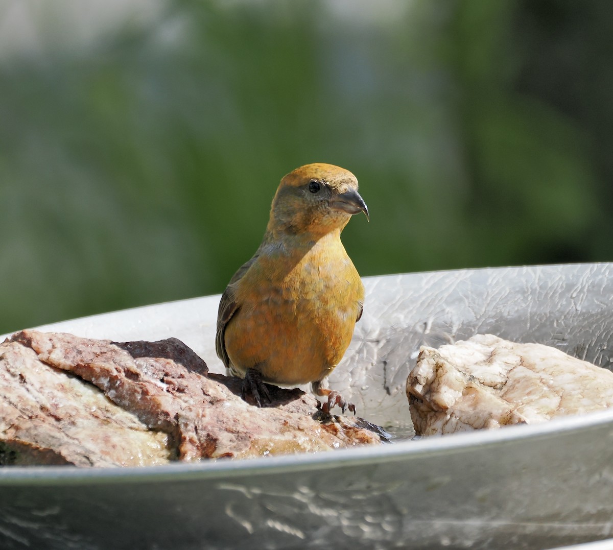 Red Crossbill - Randy Pinkston