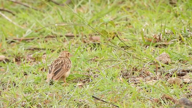 Jerdon's Bushlark - ML621670595