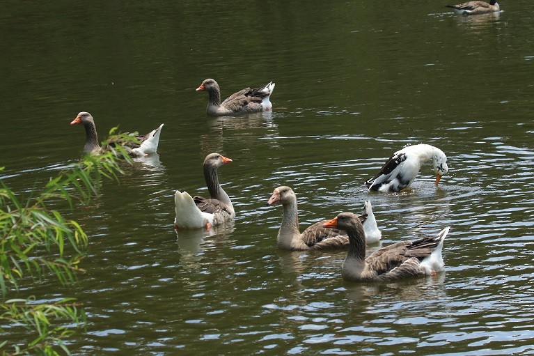 Graylag Goose - ML621670601