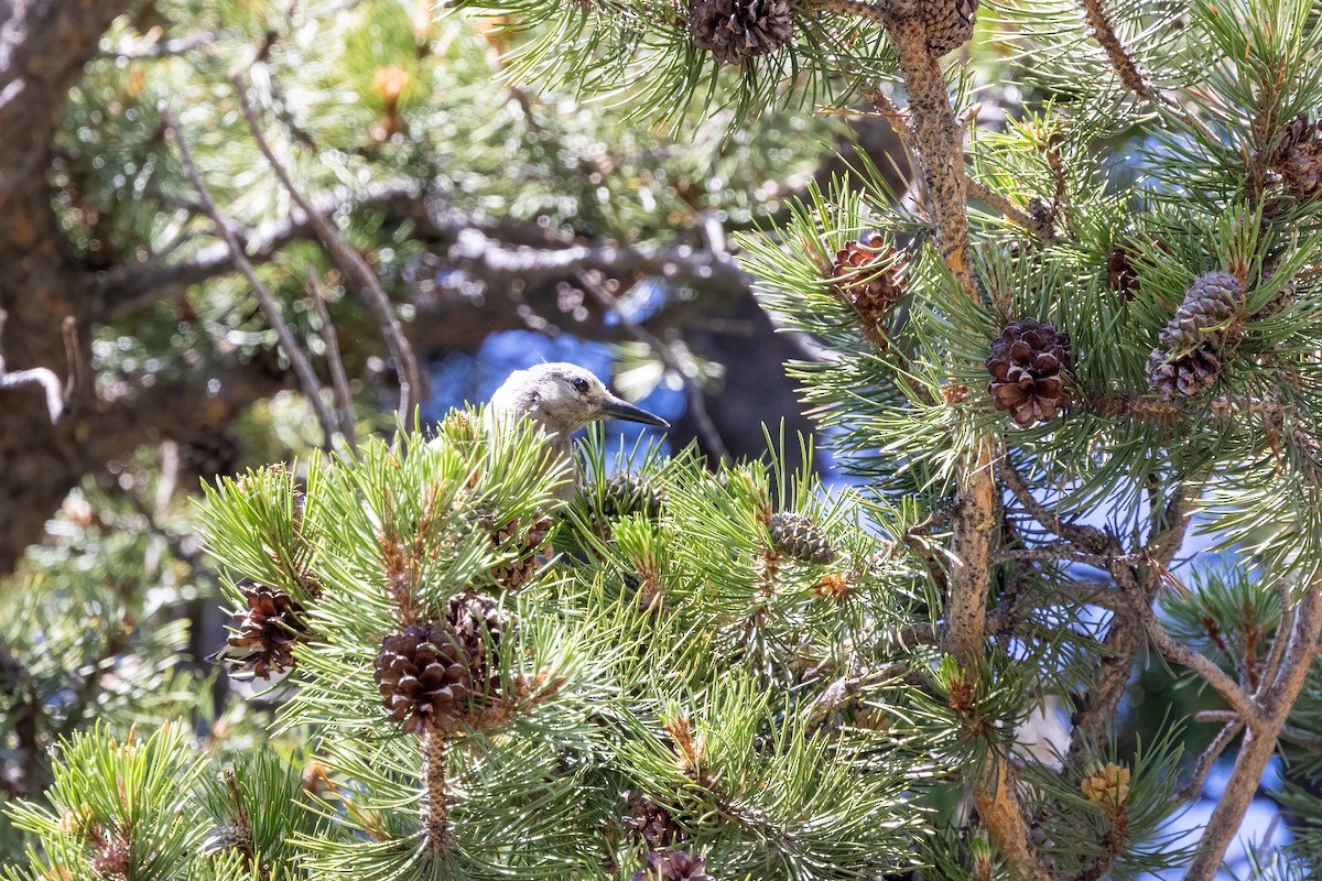Clark's Nutcracker - Kalpesh Krishna