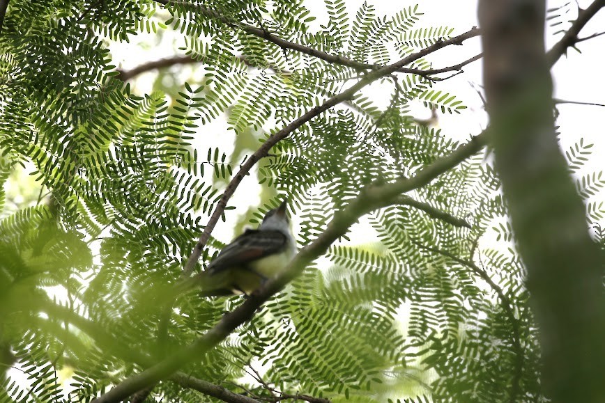 Grenada Flycatcher - Kevin Sarsfield