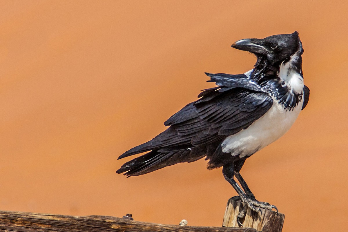 Pied Crow - ML621670731